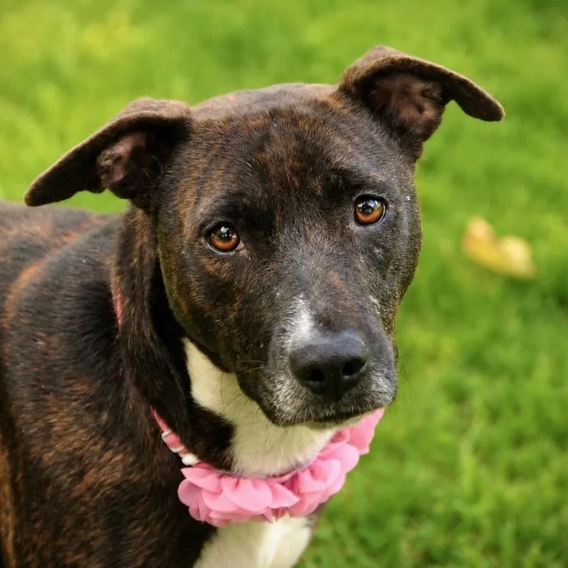 An adult medium-sized female Catahoula Leopard Dog dog named Chastine for adoption in Pine Bluff, AR