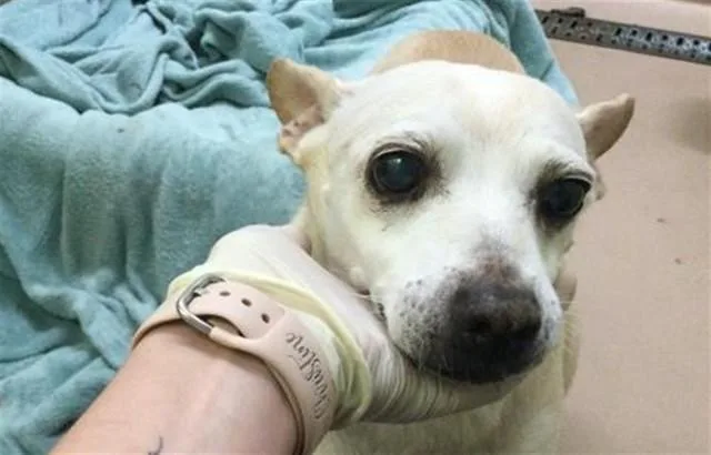 A senior small-sized female Chihuahua dog named Carmel for adoption in Thousand Palms, CA