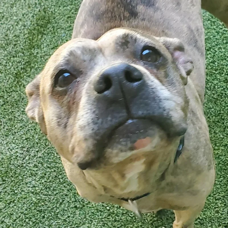 A senior medium-sized female Brindle Mixed Breed dog named Chula for adoption in Fairport, NY