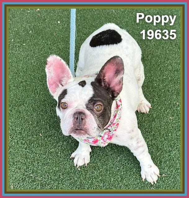Poppy thumbnail 2