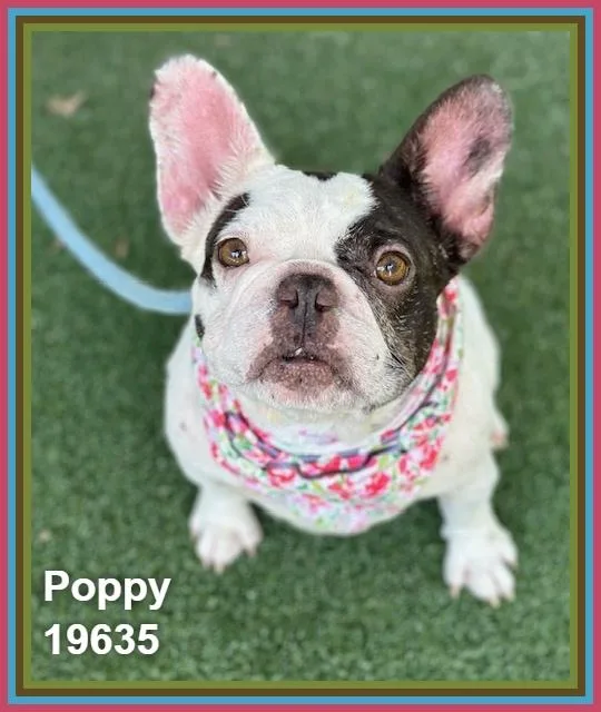 Poppy thumbnail 3