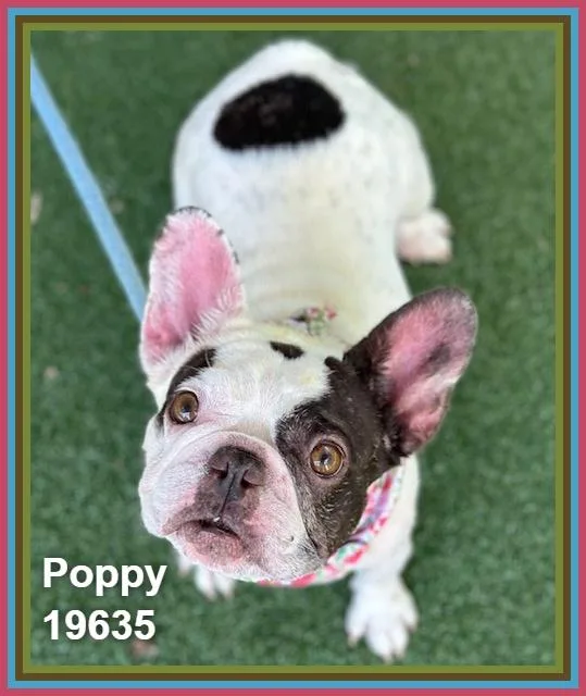 Poppy thumbnail 4