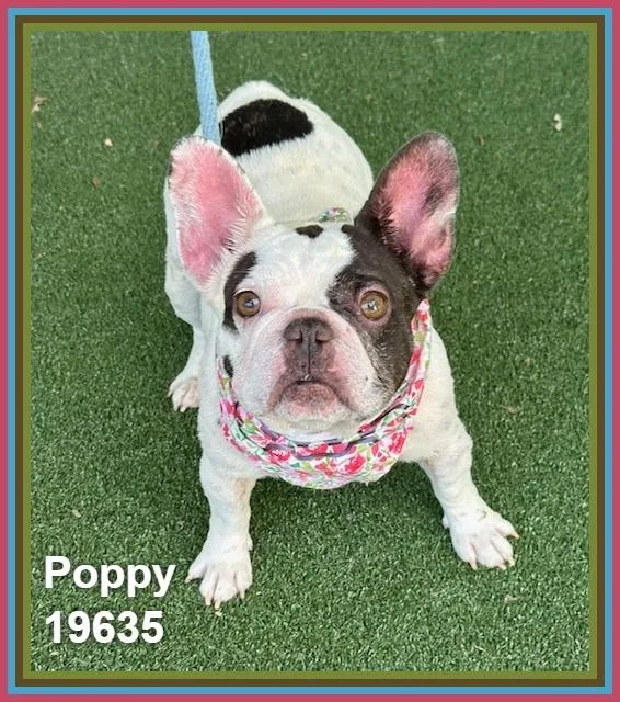 Poppy thumbnail 5