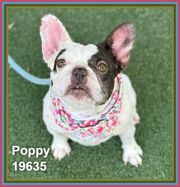 Poppy thumbnail 6