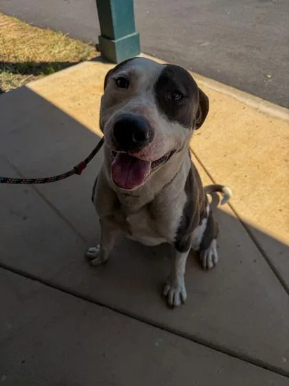 An adult large-sized male Pit Bull Terrier dog named Rocky for adoption in Barnesville, GA