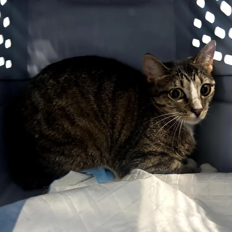 A young small-sized female Gray / Blue / Silver Domestic Short Hair cat named Opal for adoption in Garfield, AR