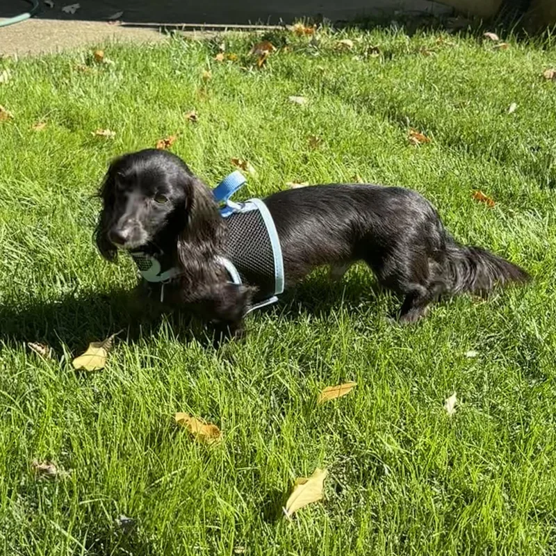 A young small-sized male Black Dachshund dog named Odin  OHIO ONLY for adoption in Lebanon, OH