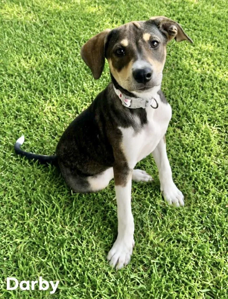 A baby medium-sized female Hound dog named Darby for adoption in Manchester, CT