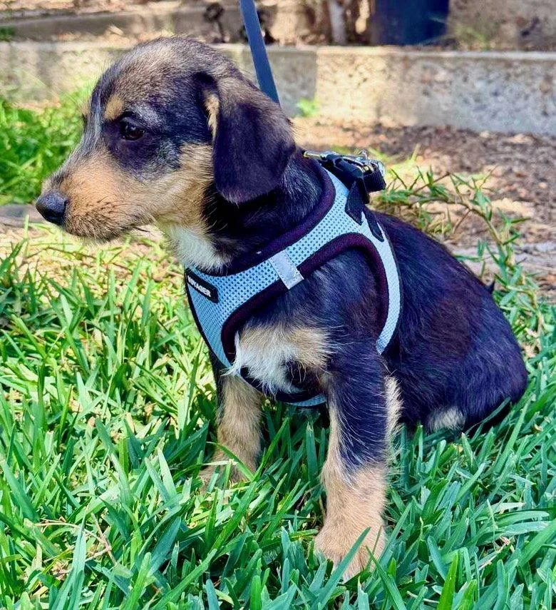 A baby small-sized male Terrier dog named Morgan for adoption in San Diego, CA