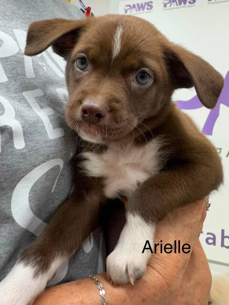A baby medium-sized female American Staffordshire Terrier dog named Ariel for adoption in Saint George, UT