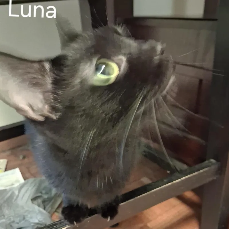 An adult small-sized female Black Domestic Short Hair cat named Luna for adoption in Huntington, WV