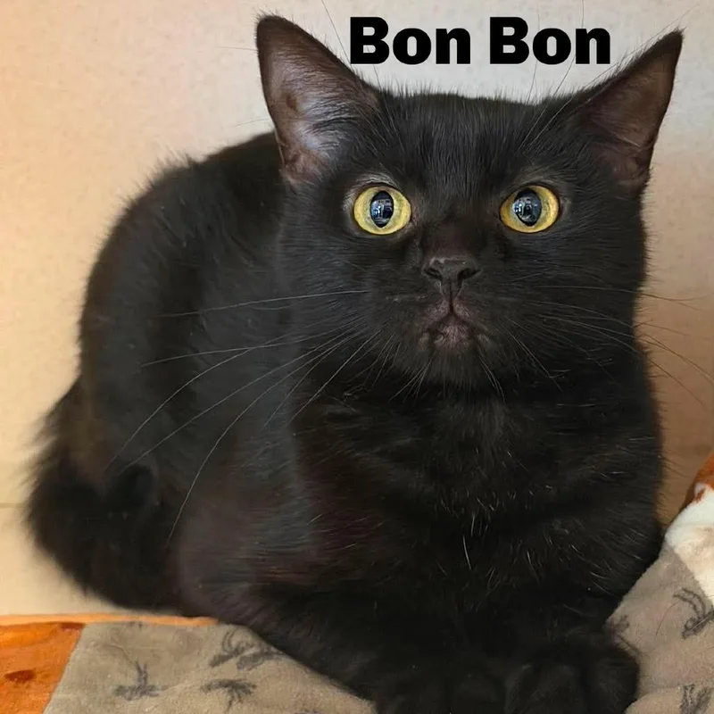 Bon Bon