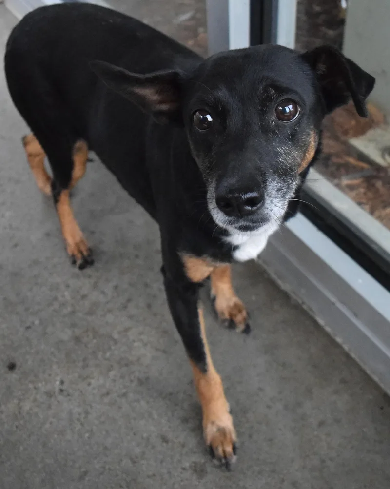 An adult small-sized female Black Terrier dog named 22234 for adoption in Broken Arrow, OK