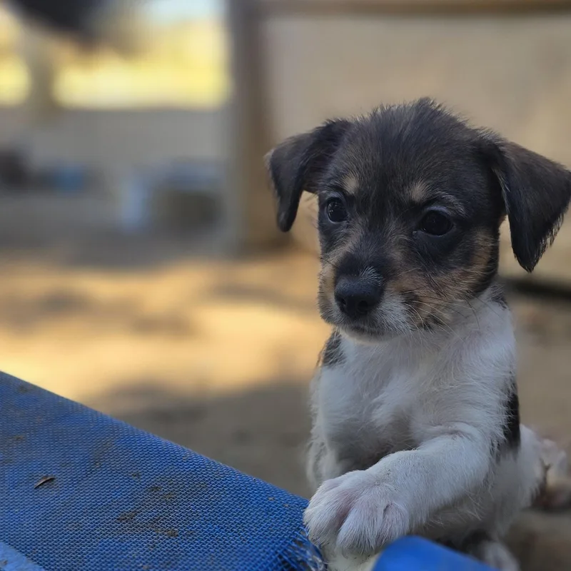 A baby small-sized male Tricolor (Brown, Black, & White) Yorkshire Terrier dog named Ravioli for adoption in Athens, AL