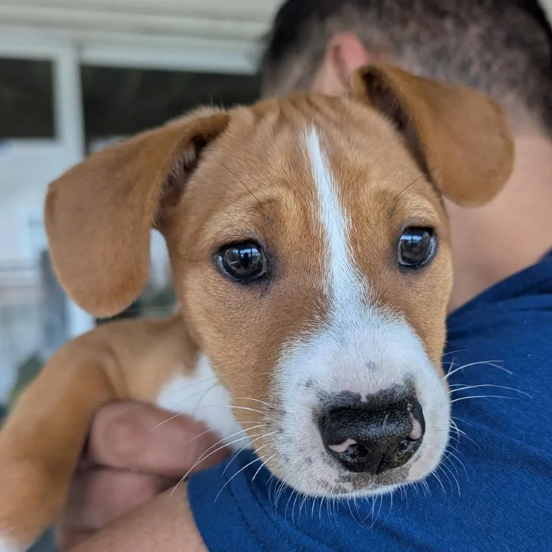 A baby medium-sized female Brown / Chocolate Mixed Breed dog named Bun for adoption in Rockville, MD