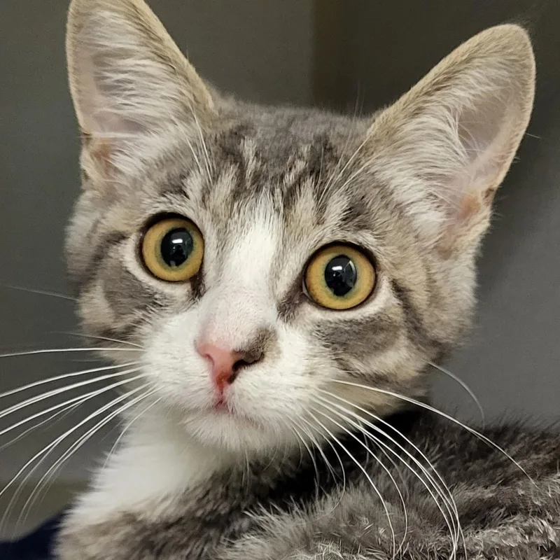 A baby medium-sized male Tabby (Gray / Blue / Silver) Domestic Short Hair cat named Fuchsia for adoption in Grayslake, IL