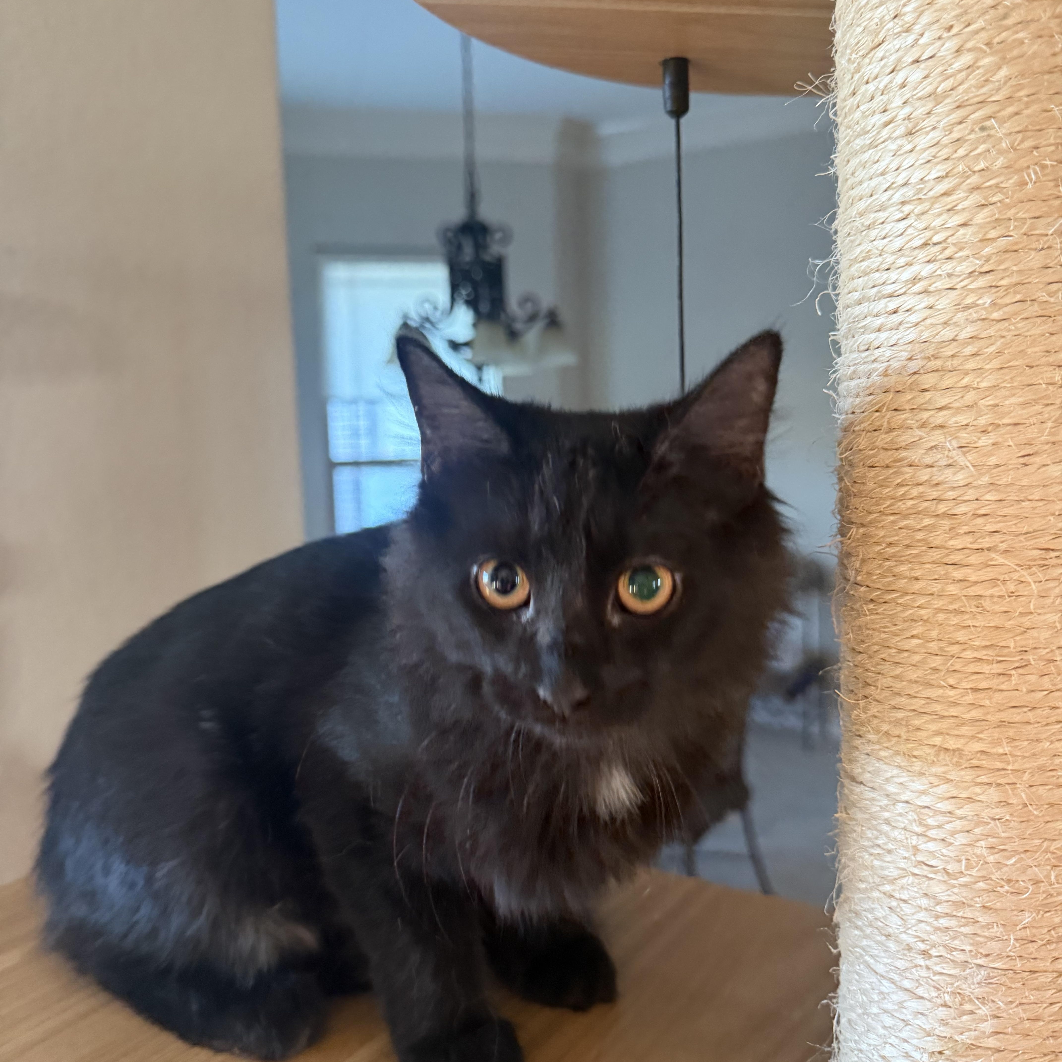 A baby medium-sized male Black Domestic Short Hair cat named Chatri for adoption in Missouri City, TX