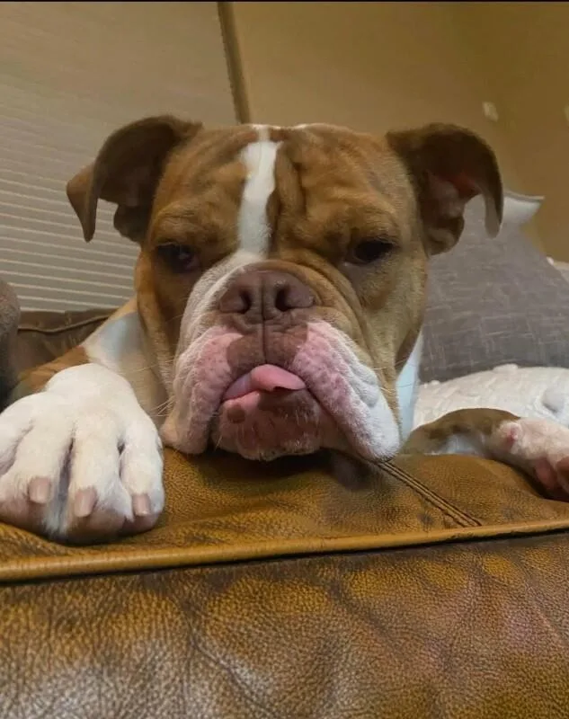 Tito