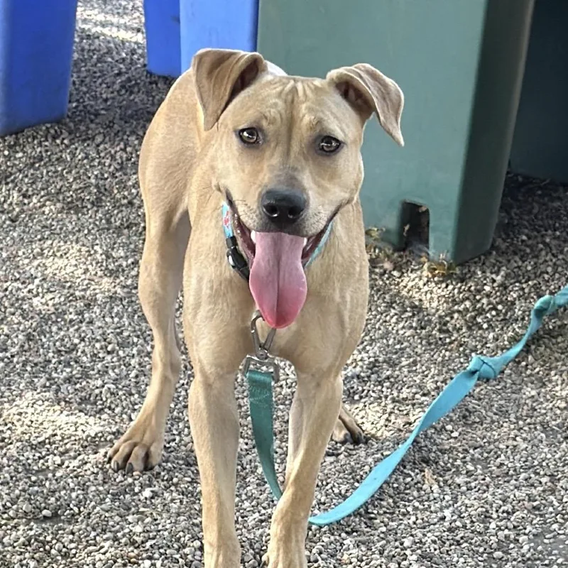 A young medium-sized female Yellow / Tan / Blond / Fawn Mixed Breed dog named Phoenix for adoption in DeKalb, IL