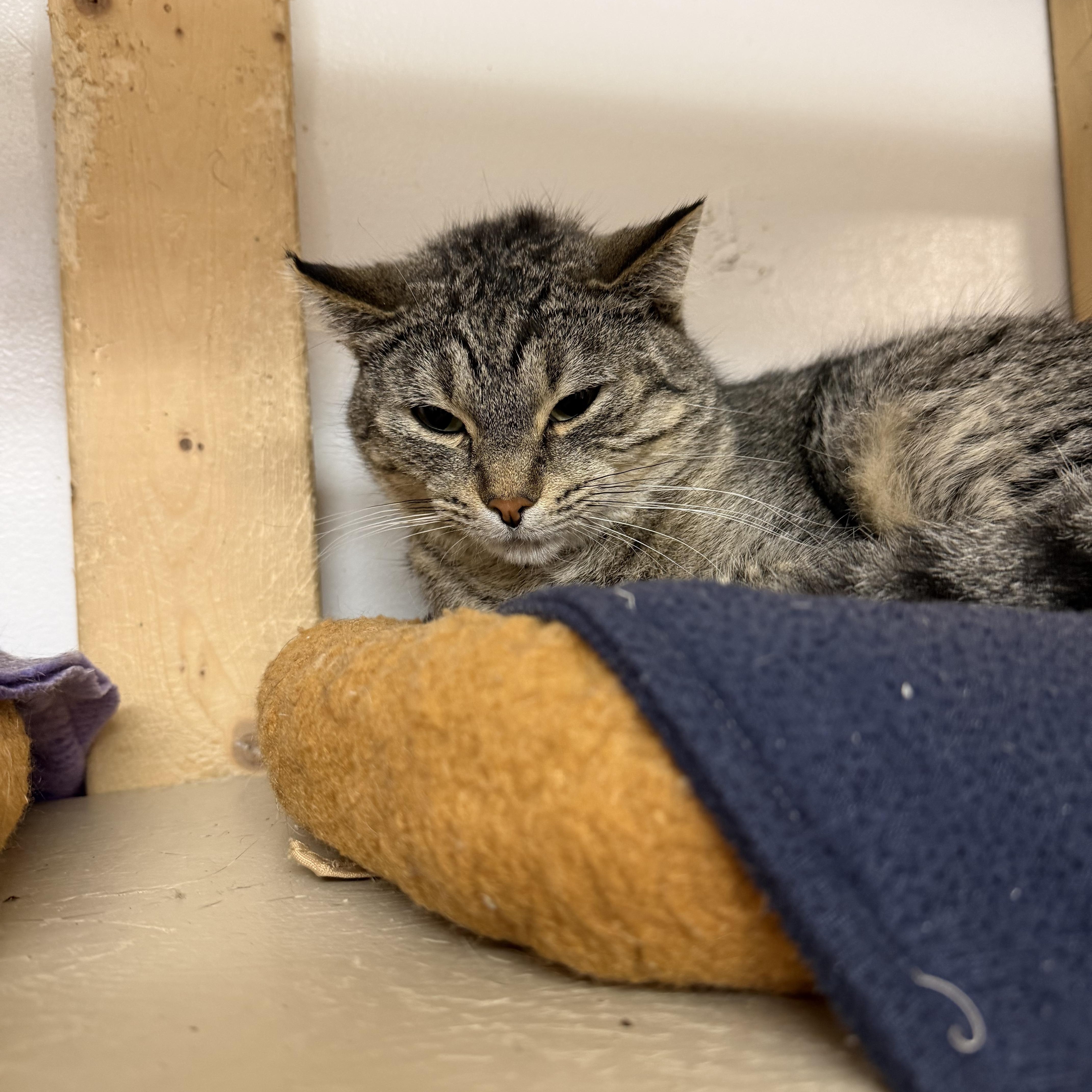 An adult medium-sized female Tabby (Buff / Tan / Fawn) Domestic Short Hair cat named Lucy for adoption in Chisholm, MN