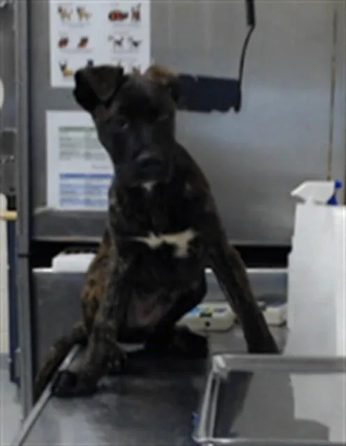 A young medium-sized male Pit Bull Terrier dog named Geovanni for adoption in Fayetteville, NC