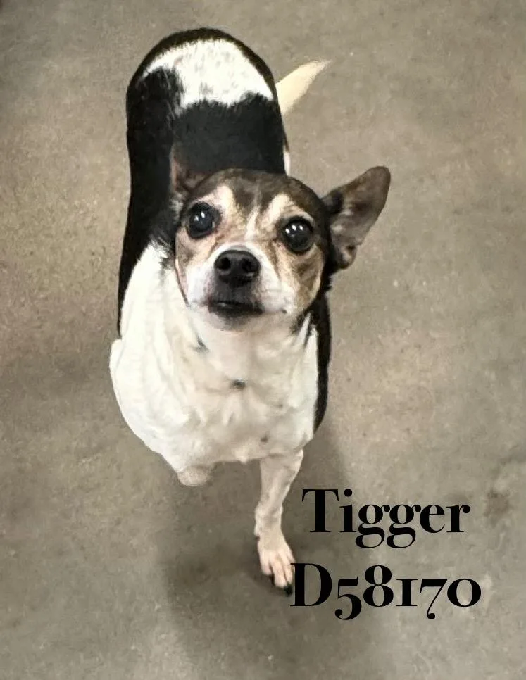 A senior small-sized female Chihuahua dog named Tigger for adoption in Clarksville, TN