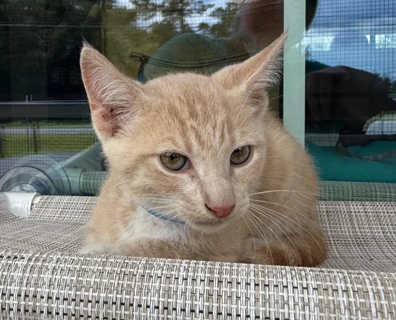 A baby medium-sized male Domestic Short Hair cat named Dynamite for adoption in Kingsland, GA