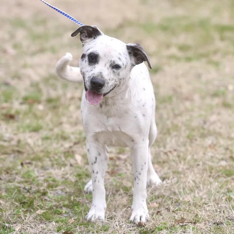 An adult medium-sized male Tricolor (Brown, Black, & White) Mixed Breed dog named Domino for adoption in Long Island City, NY