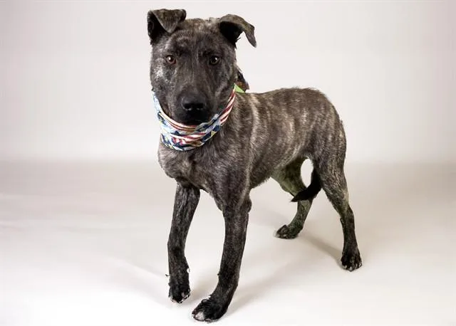 A young medium-sized female Labrador Retriever dog named Sofia for adoption in Fort Lauderdale, FL