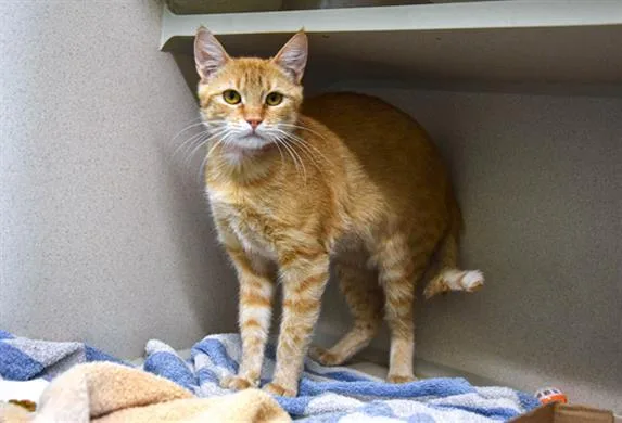 A young small-sized female Domestic Short Hair cat named Queso for adoption in Loveland, CO