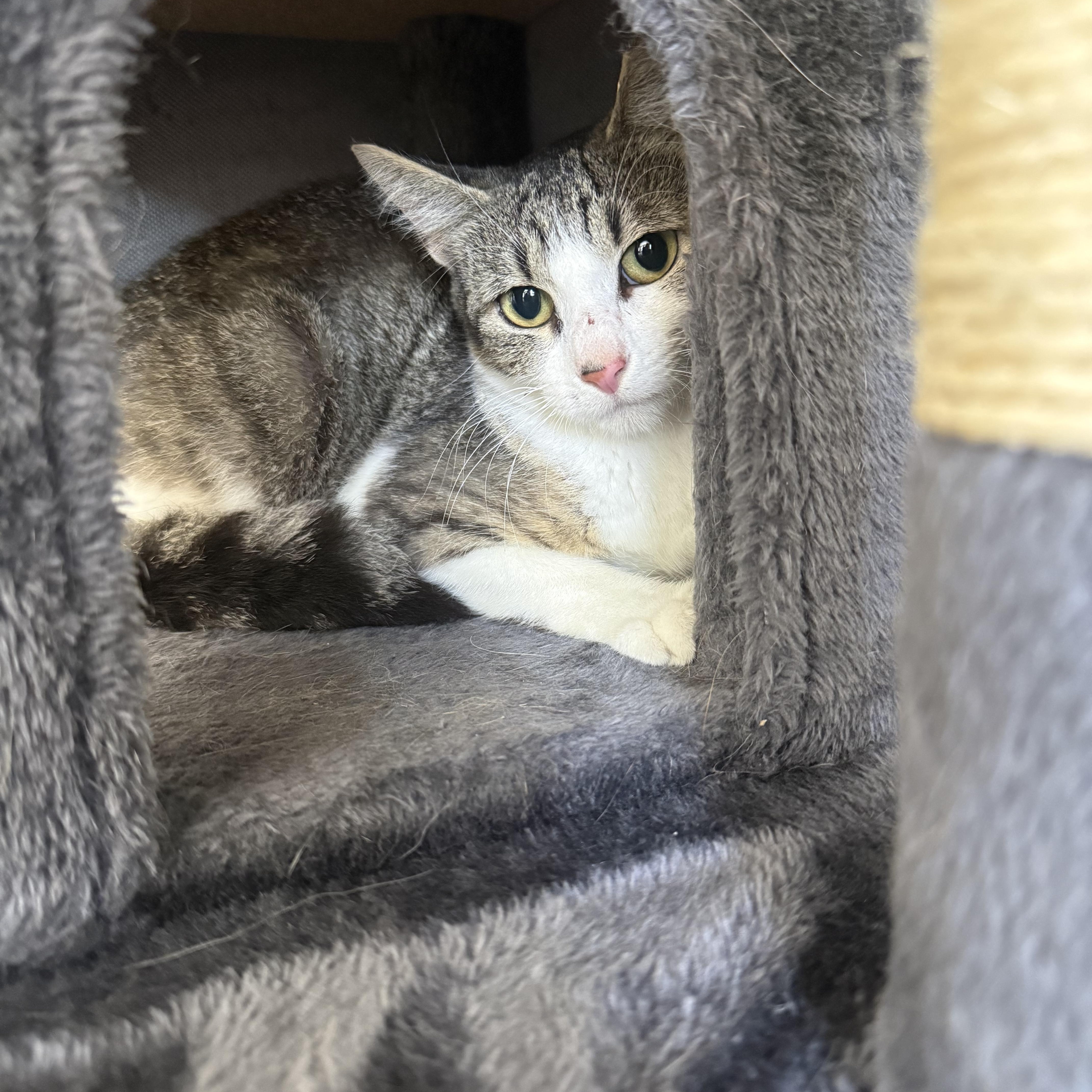 An adult medium-sized female Domestic Short Hair cat named Reba for adoption in Brighton, IL