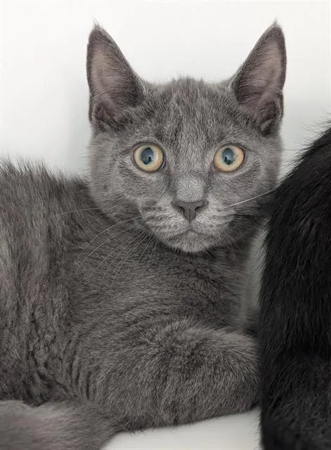 A baby small-sized male Domestic Short Hair cat named Greybar for adoption in Canfield, OH