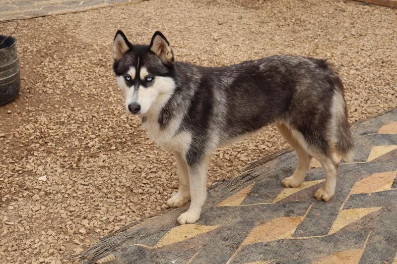 A young medium-sized female Black Siberian Husky dog named Luna for adoption in Issaquah, WA