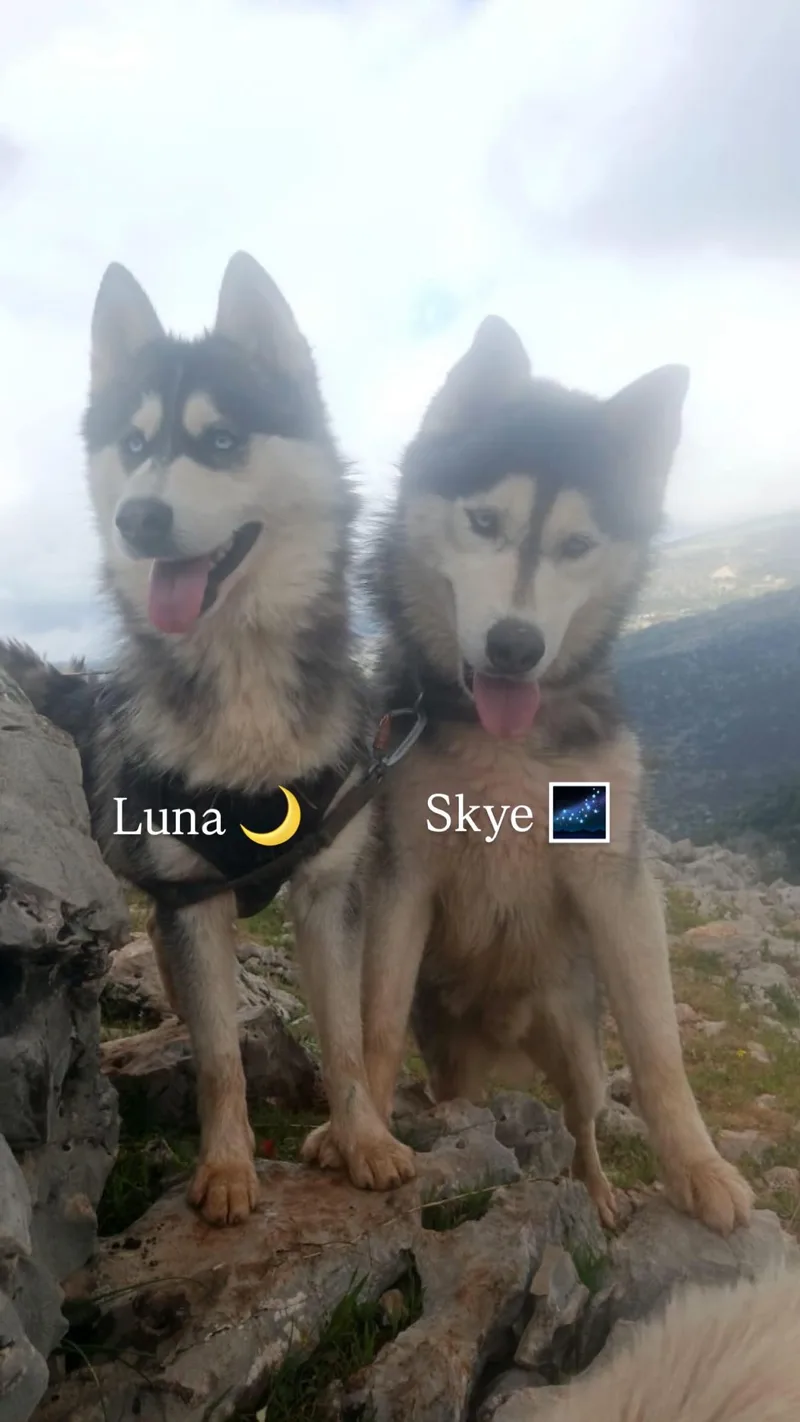 Luna thumbnail 3