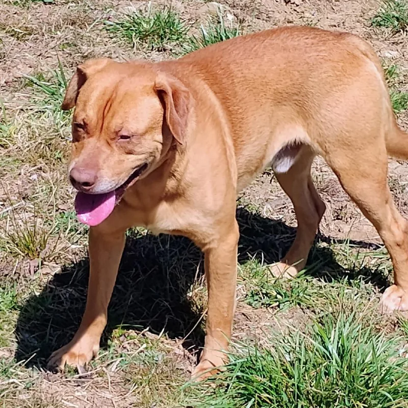 An adult medium-sized male Brown / Chocolate Mixed Breed dog named Fred for adoption in Blairsville, GA