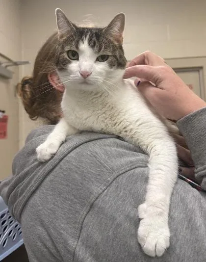 An adult large-sized female Domestic Short Hair cat named Zelda Dawn for adoption in Fishers, IN
