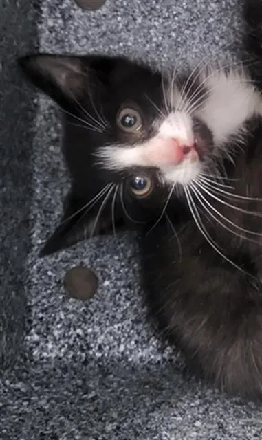 A baby medium-sized male Domestic Medium Hair cat named Holland for adoption in Dallas, TX