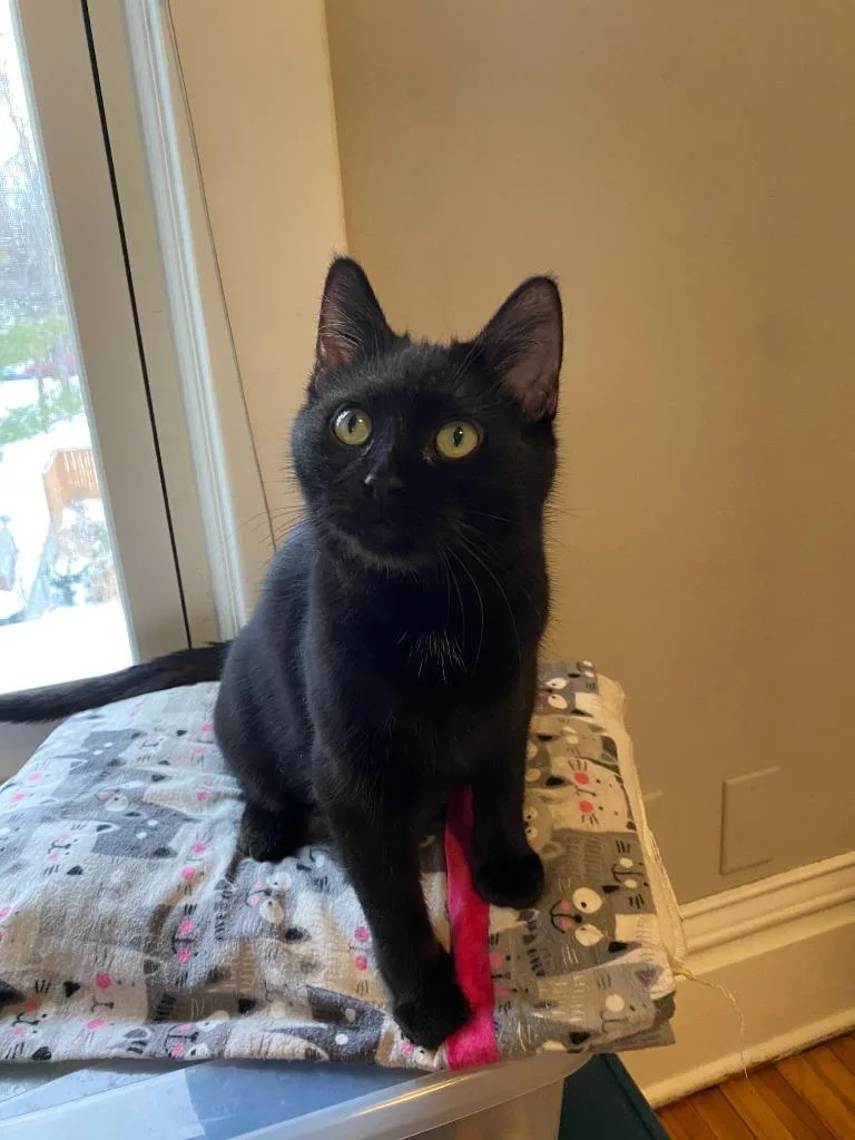 Bernadette Moth thumbnail 3