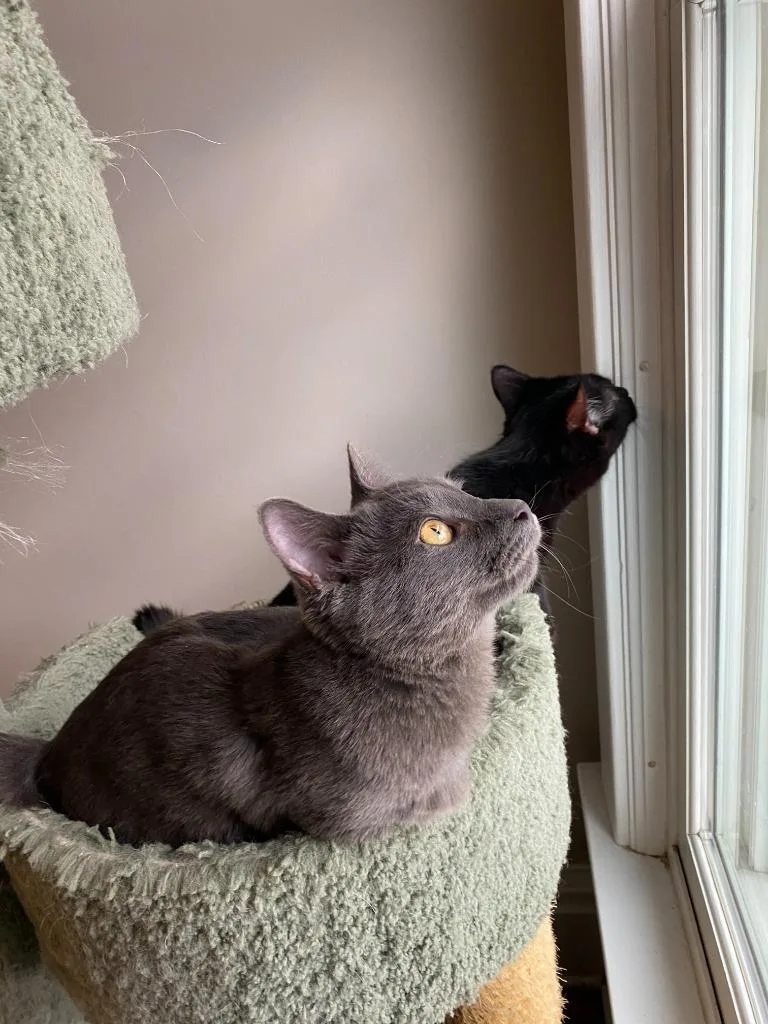 Bernadette Moth thumbnail 4