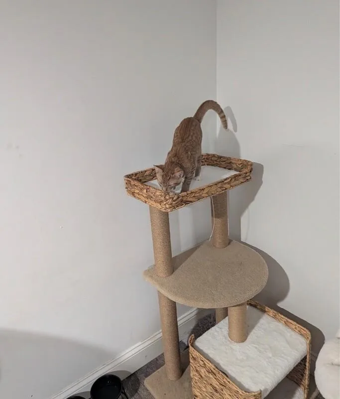A young medium-sized male Orange / Red Domestic Short Hair cat named Versace for adoption in North Babylon, NY