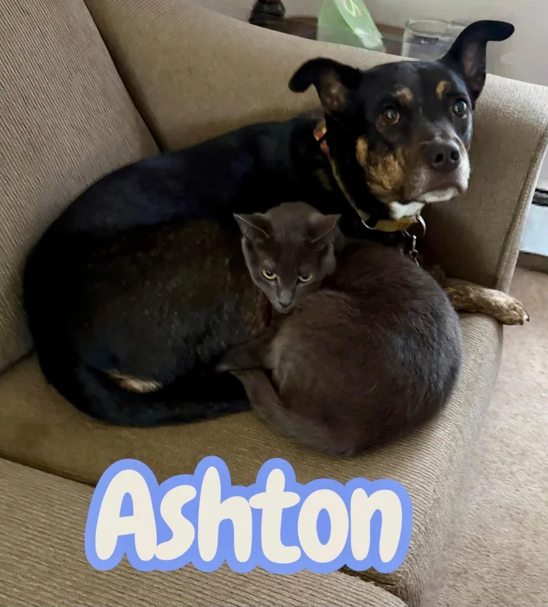 An adult medium-sized male Gray / Blue / Silver Russian Blue cat named Ashton Handsome and for adoption in Chuckey, TN