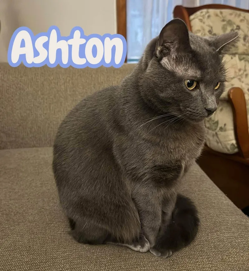 Ashton  Handsome and thumbnail 3