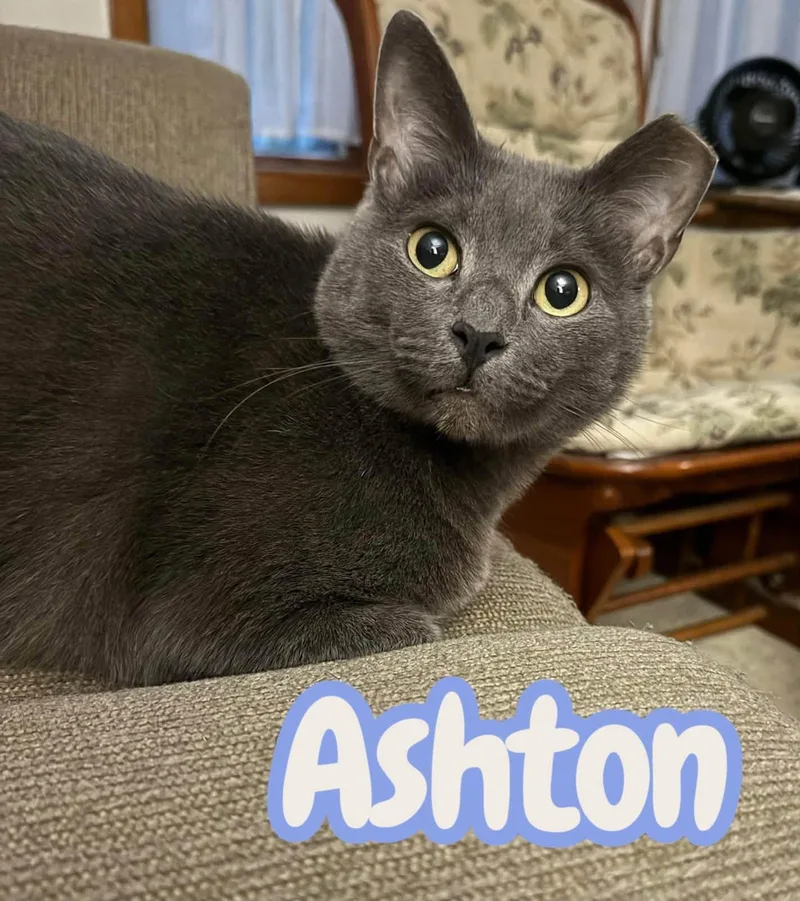 Ashton  Handsome and thumbnail 4