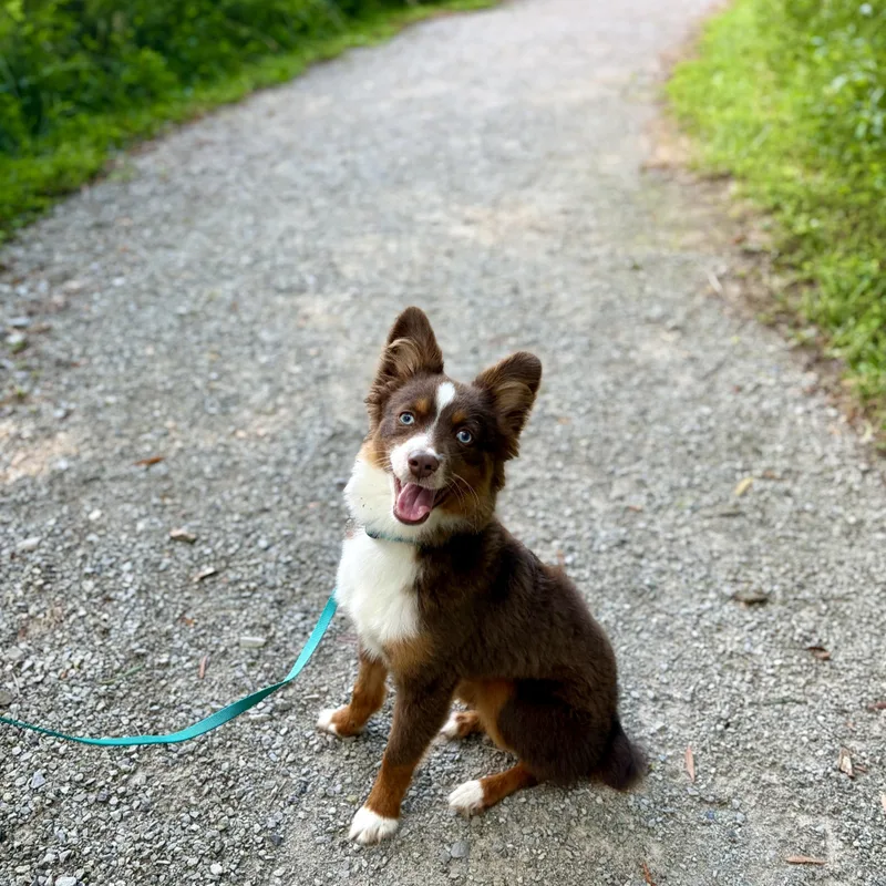 A baby small-sized male Red / Chestnut / Orange Australian Shepherd dog named Archer for adoption in Murphysboro, IL