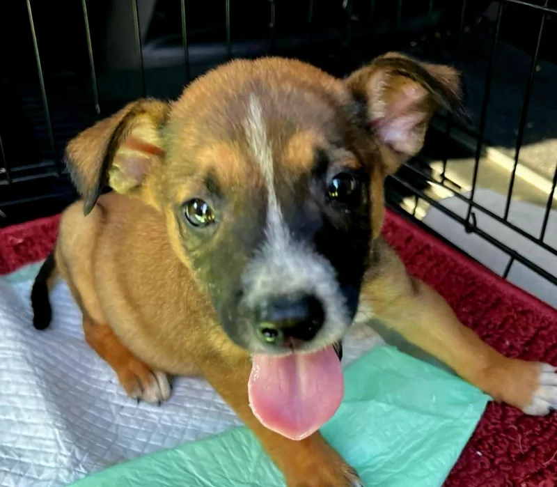 A baby medium-sized male Hound dog named Brian for adoption in Royal Palm Beach, FL