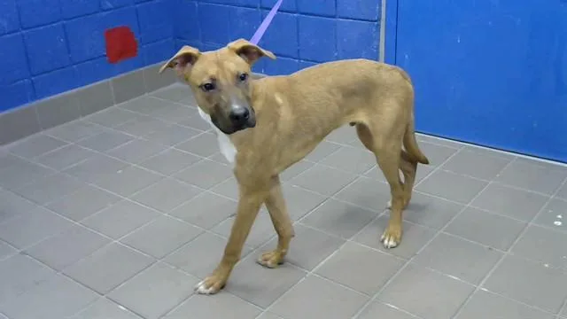 A young small-sized male Labrador Retriever dog named Clyde for adoption in Albuquerque, NM