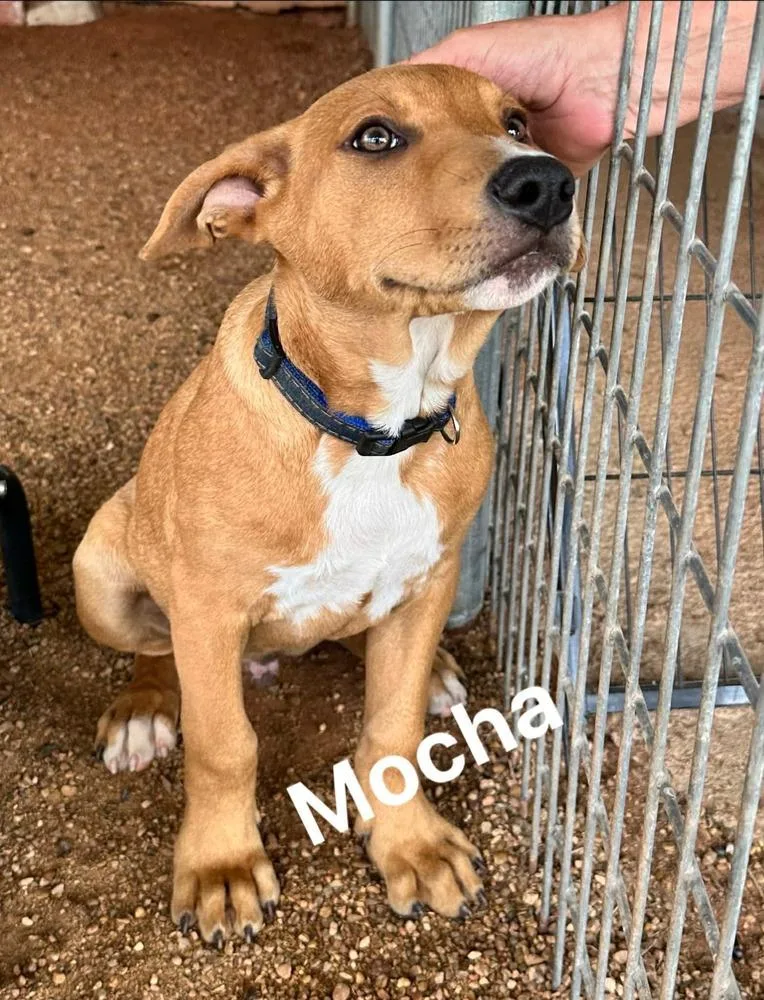 A baby medium-sized male White / Cream Labrador Retriever dog named Mocha Ice Cream for adoption in Saugus, MA