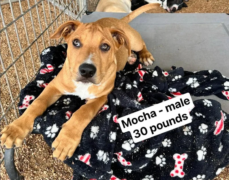 Mocha Ice Cream thumbnail 2