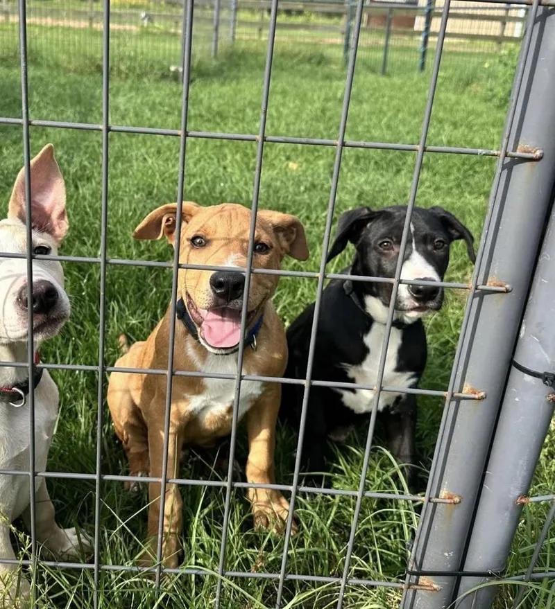 Mocha Ice Cream thumbnail 3