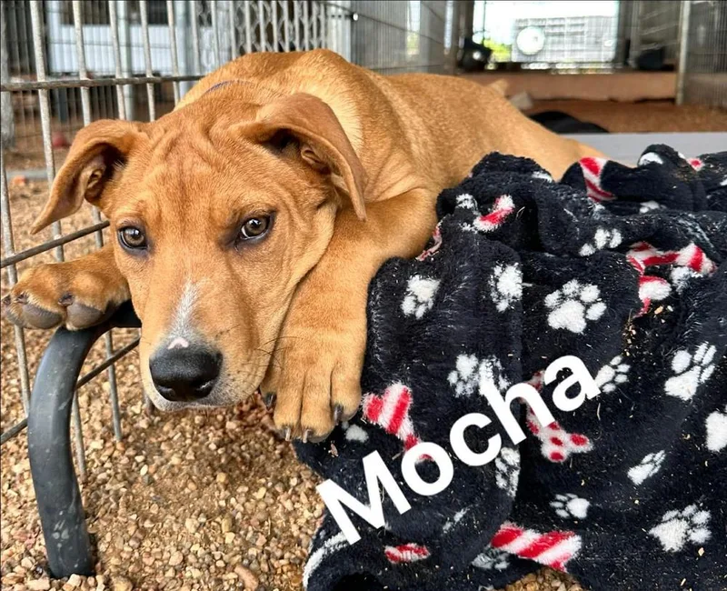 Mocha Ice Cream thumbnail 4